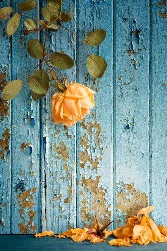 10550883_822978474399451_6466835652793306842_n